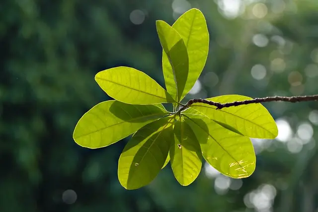 Comment choisir des semences bio pour un jardin écoresponsable
