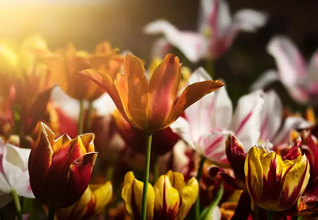 Les astuces pour réussir un jardin bio toute l'année