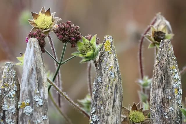 5 pratiques écoresponsables pour un jardin bio réussi