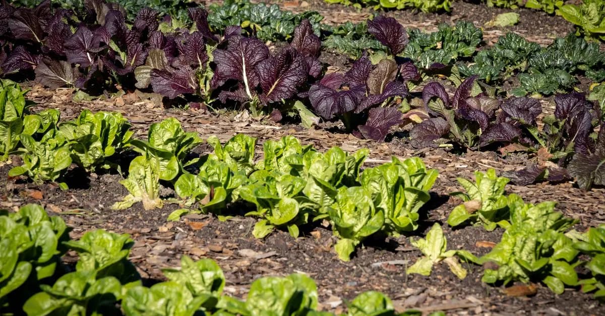 Comment débuter en jardinage bio : Guide pratique pour les novices