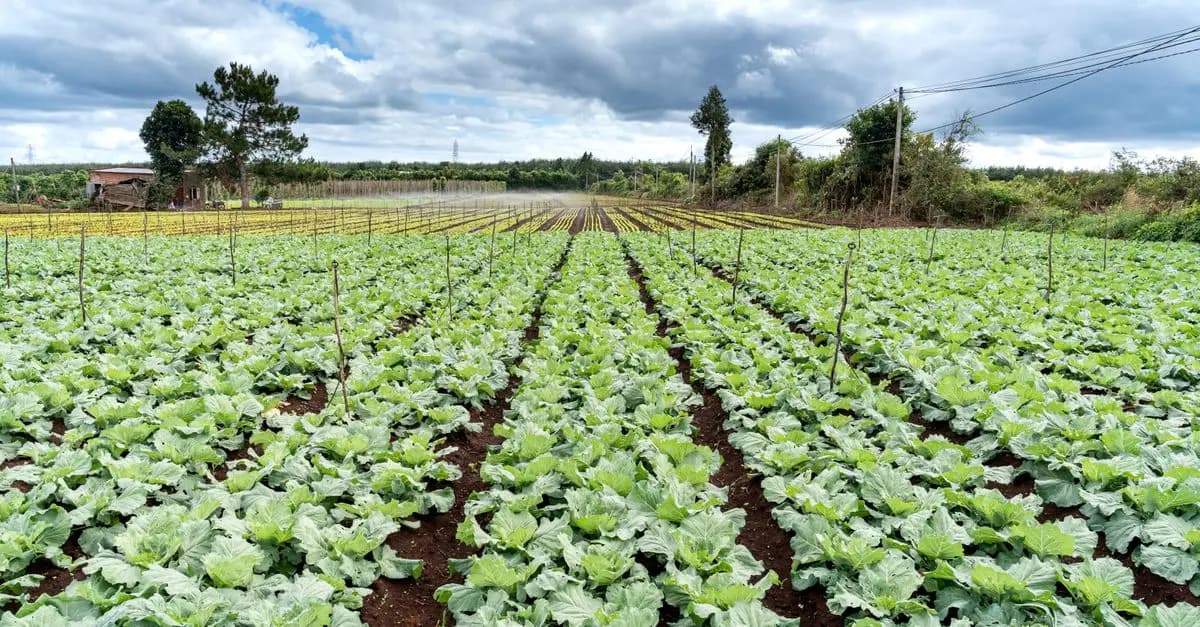 Les bienfaits environnementaux de l'agriculture bio