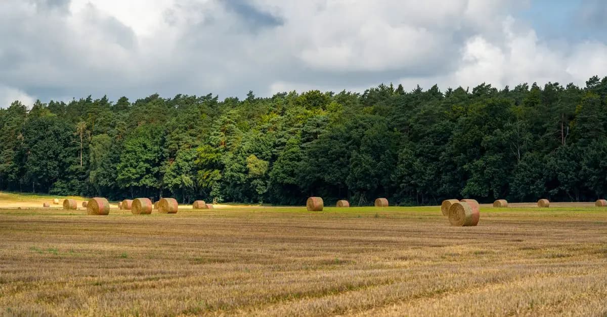 Les innovations de l'agriculture bio pour l'écologie durable