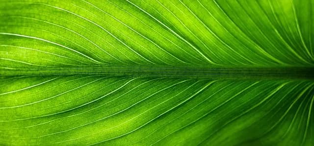Comment réduire son impact environnemental avec l'écologie bio