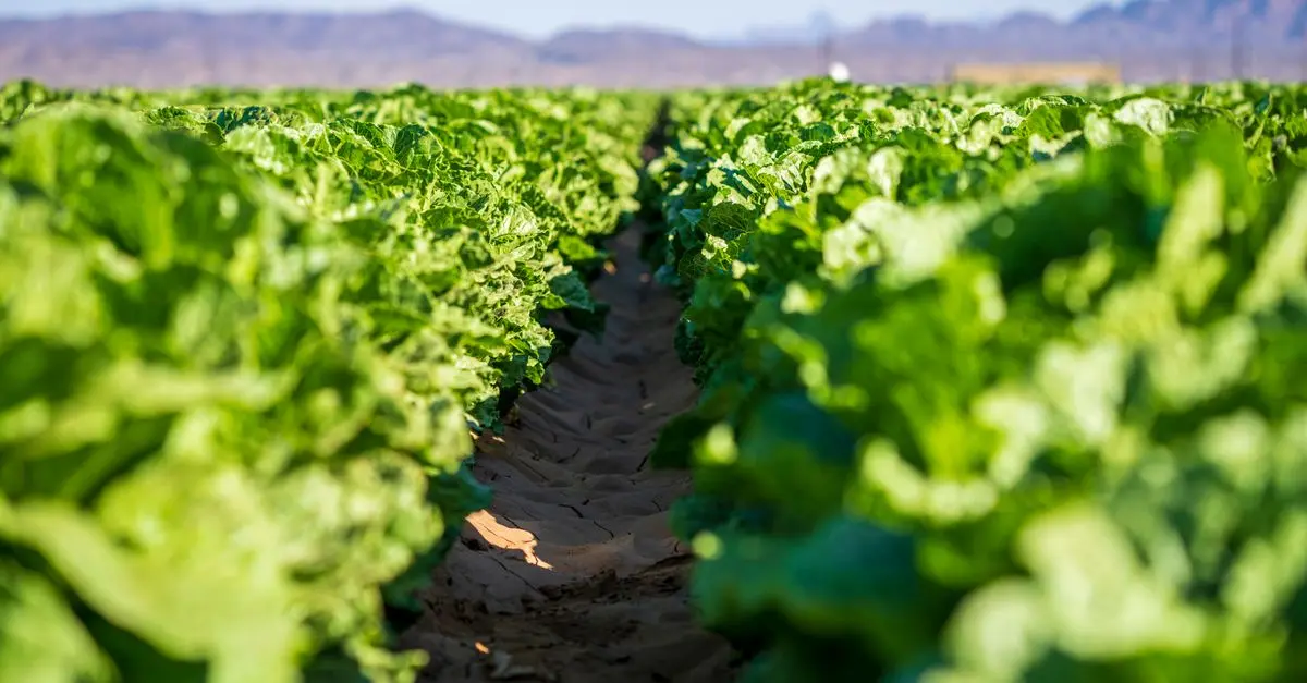 Les bénéfices méconnus de l'agriculture biologique pour l'environnement