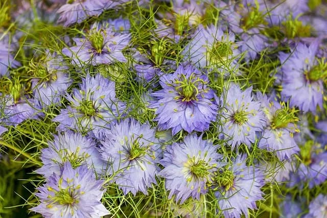 Les plantes bio essentielles pour un jardin écoresponsable