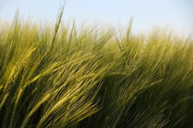 Les bienfaits de l'agriculture biodynamique pour l'écologie bio