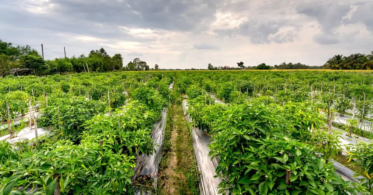 Les bienfaits de la consommation bio sur l'environnement