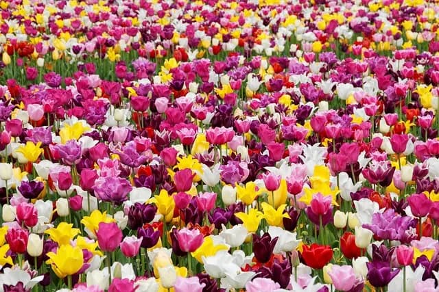 Les meilleures pratiques pour réussir un jardin bio toute l'année