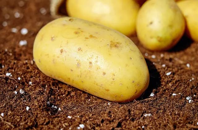Les bienfaits environnementaux de l'agriculture biologique