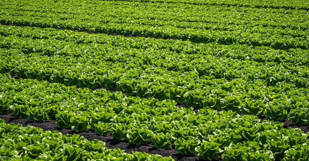 Les bienfaits de l'écologie bio sur votre santé et l'environnement