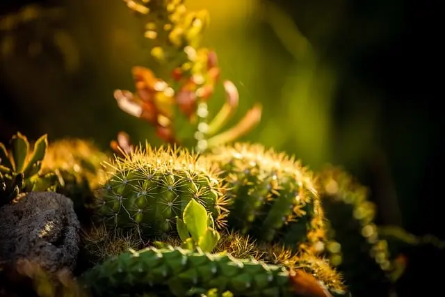 Les 10 meilleures astuces pour un jardin bio réussi