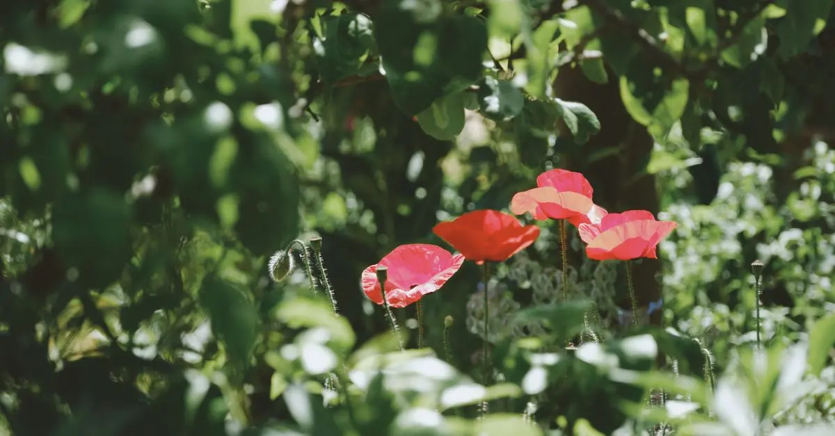 Les meilleures pratiques pour réussir un jardin bio