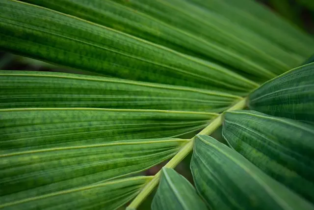 Comment choisir des engrais bio pour un jardin épanoui