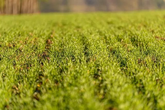 Tout savoir sur l'agriculture biodynamique et ses bienfaits
