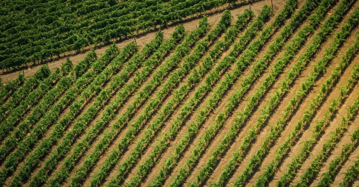 Les avantages de l'agriculture bio pour votre santé et l'environnement