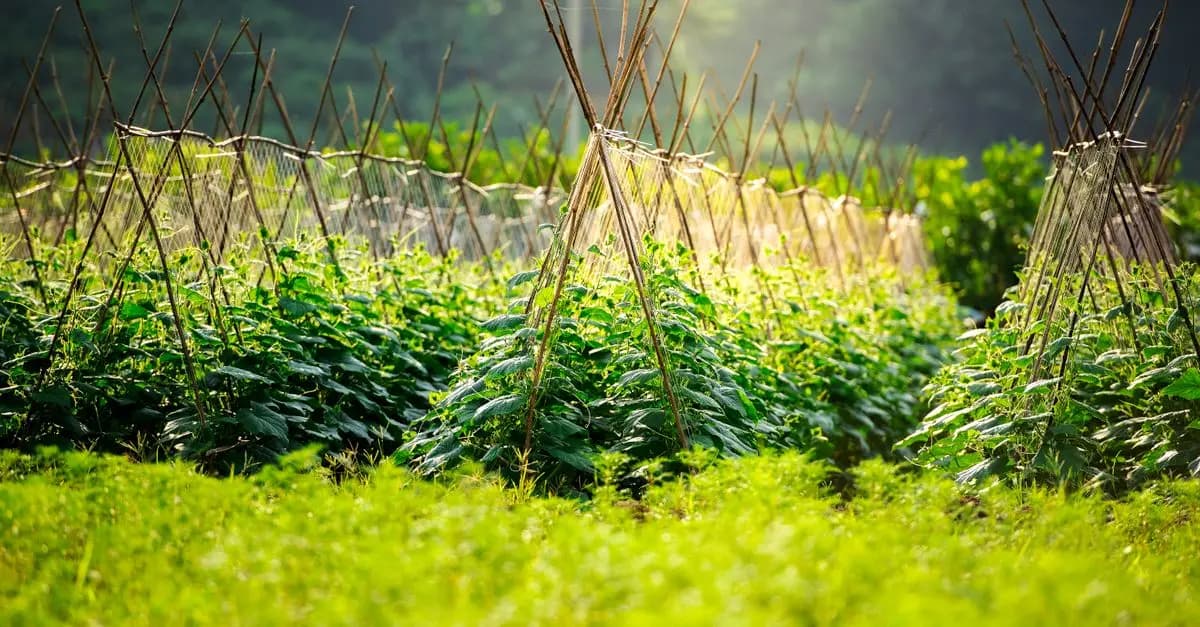 Comment débuter un jardin bio : guide pratique pour les novices