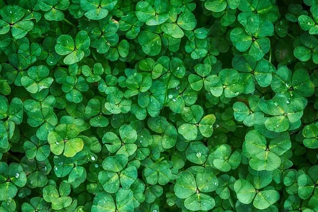 Les 10 erreurs fréquentes à éviter en jardinage bio