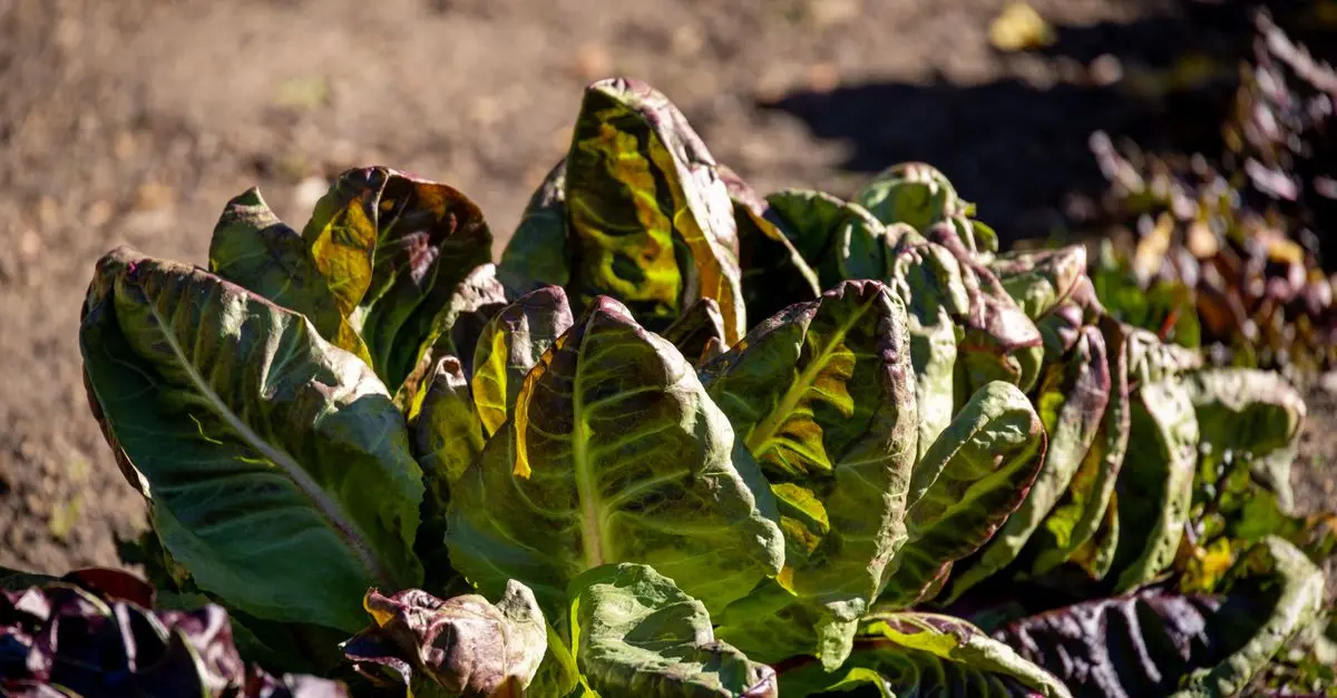 10 astuces pour réussir votre jardin bio en toute saison