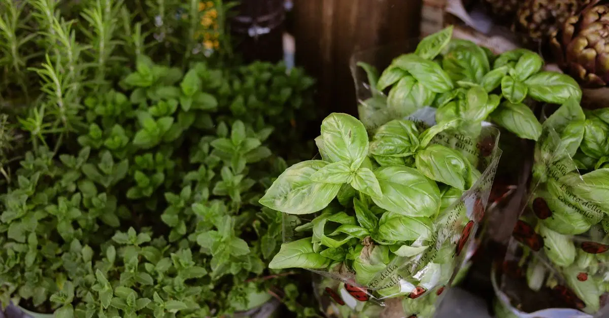 Comment cultiver des plantes bio : guide pratique et astuces