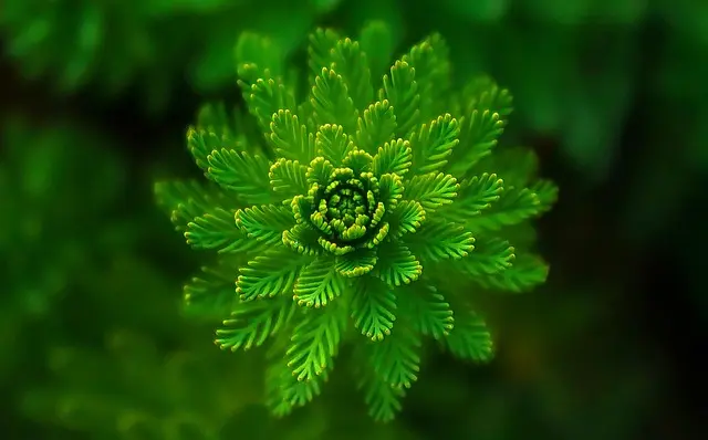 Comment choisir des engrais bio pour votre jardin