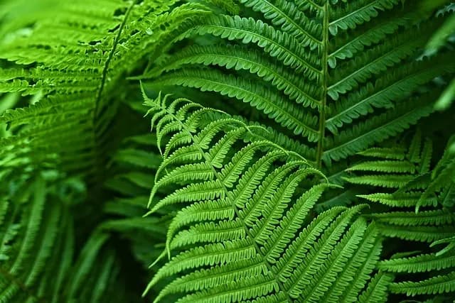 Comment choisir des engrais bio pour votre jardin durable
