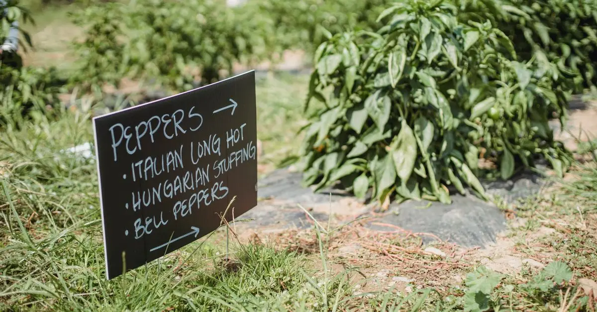 Comment choisir des engrais bio pour un jardin florissant