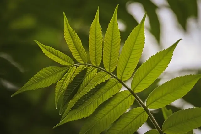 Comment créer un jardin bio : guide pratique et astuces essentielles
