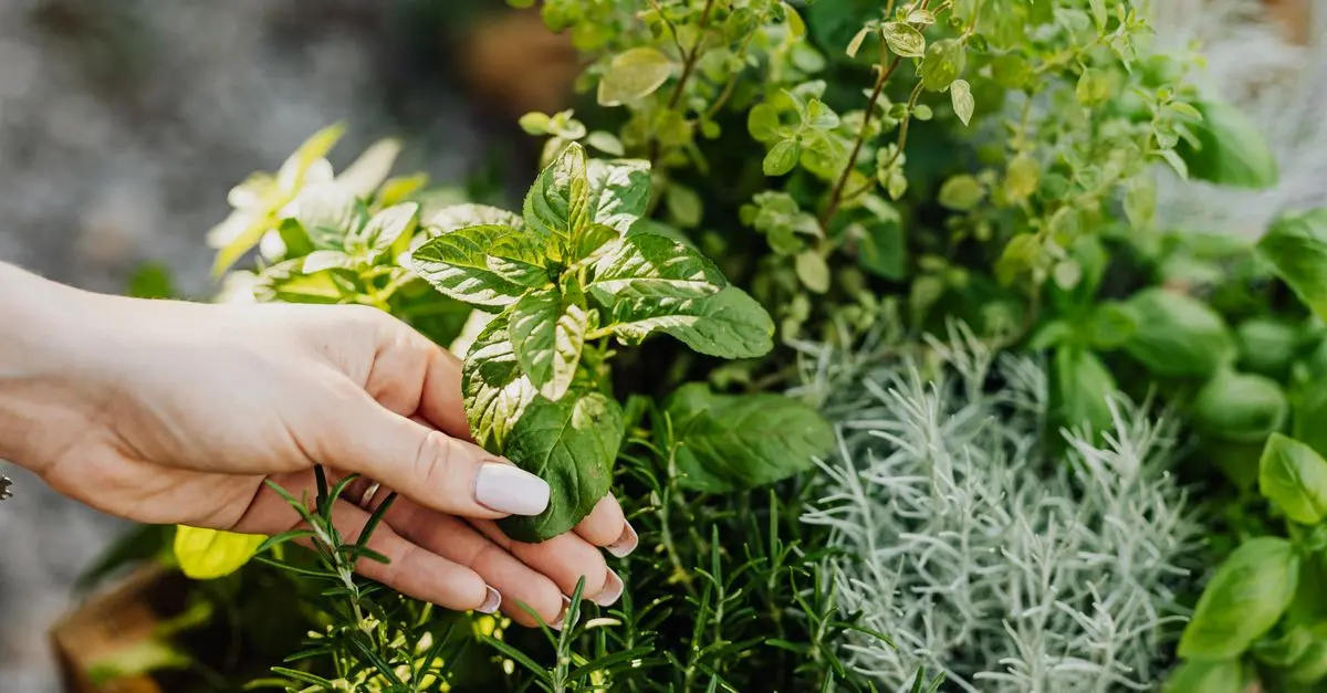 Comment développer une alimentation bio et locale chez soi