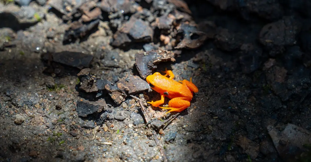 Pourquoi la biodiversité est cruciale pour l'écosystème