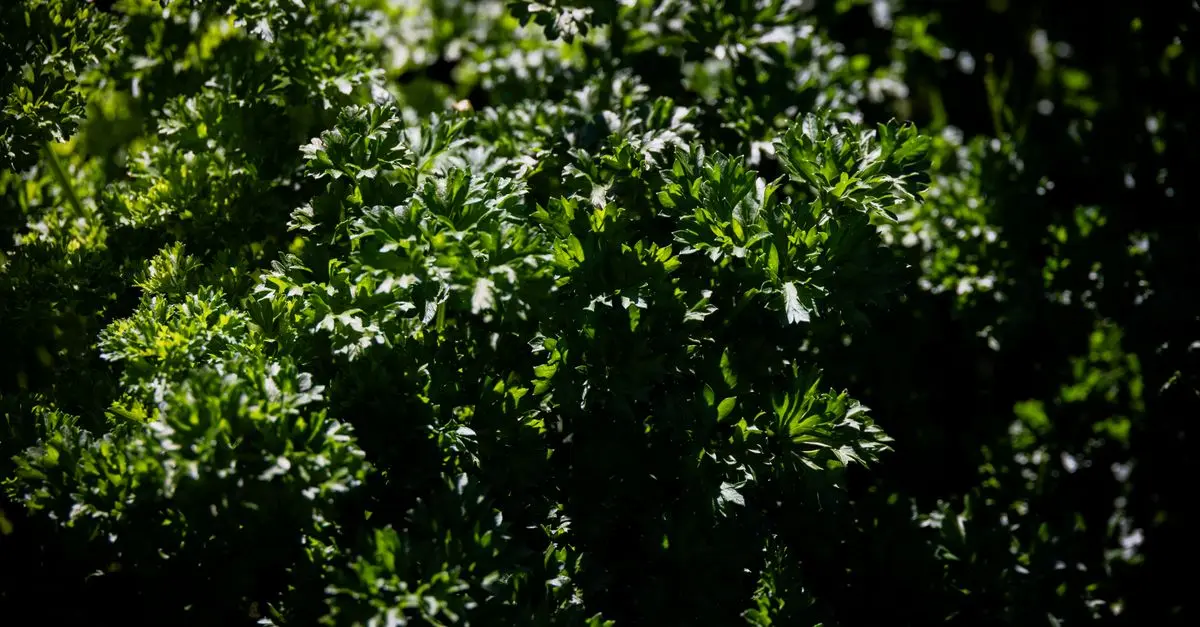 Les pratiques essentielles pour un jardinage bio réussi