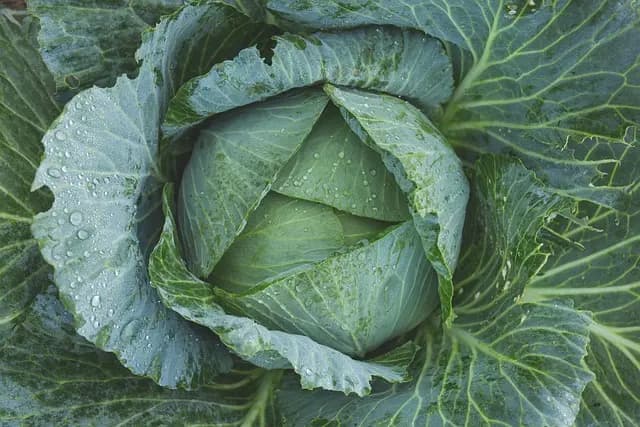 Comment commencer un jardin bio même en ville