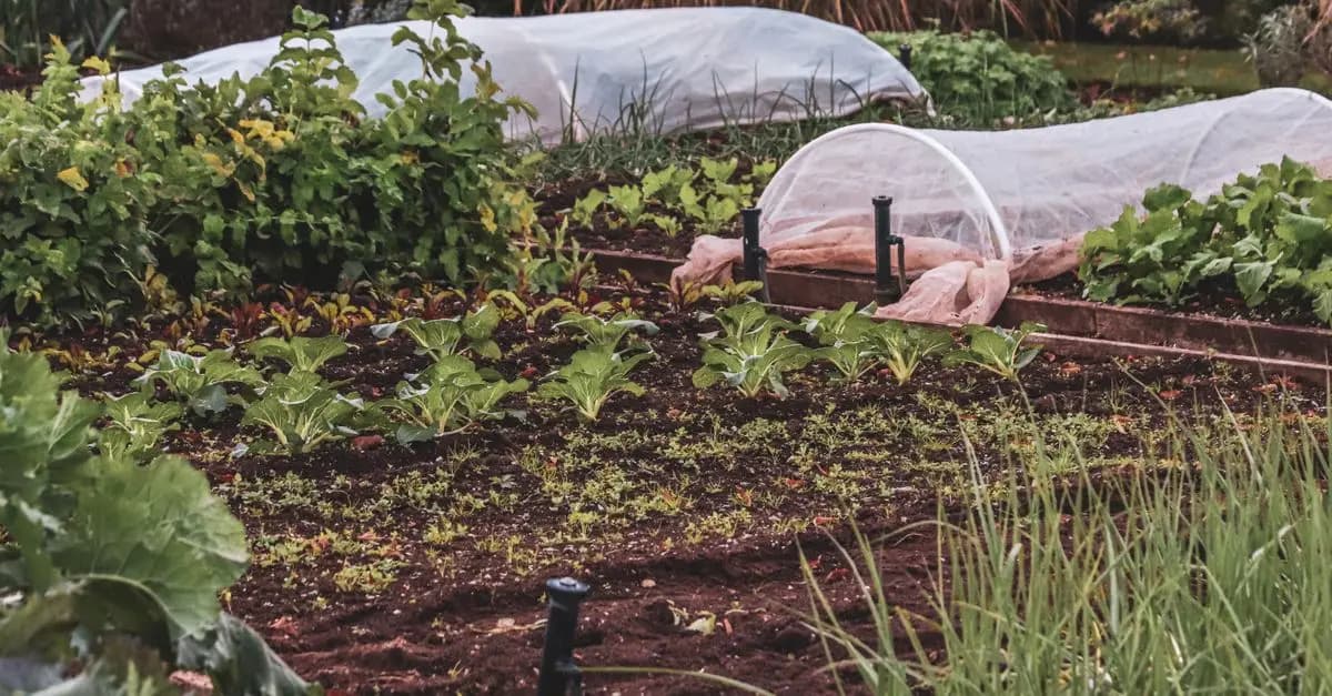 Pourquoi opter pour l'agriculture biologique dans votre jardin ?