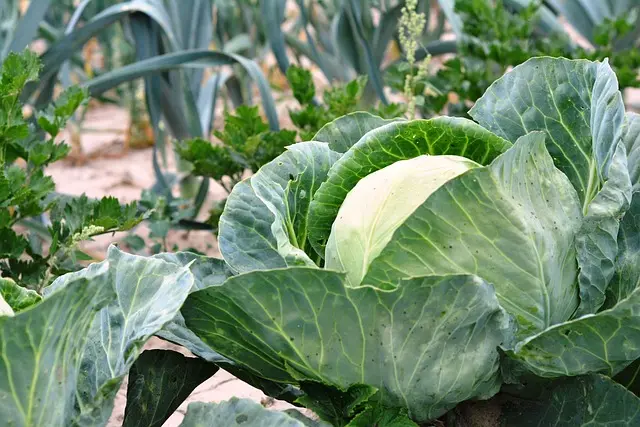 Comment créer un jardin bio facile et durable