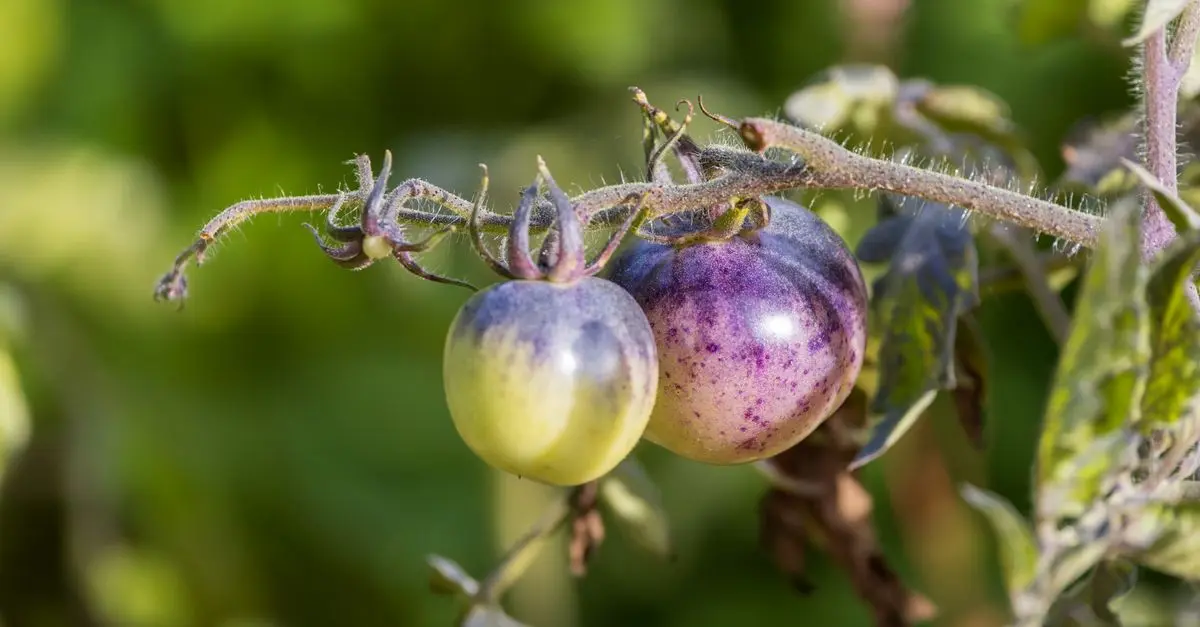 10 astuces pour intégrer l'écologie bio dans votre quotidien