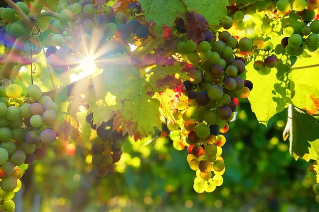 5 astuces pour réussir votre transition vers l'écologie bio