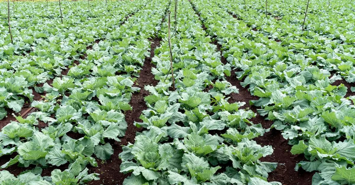 Les avantages cachés de l'agriculture régénérative