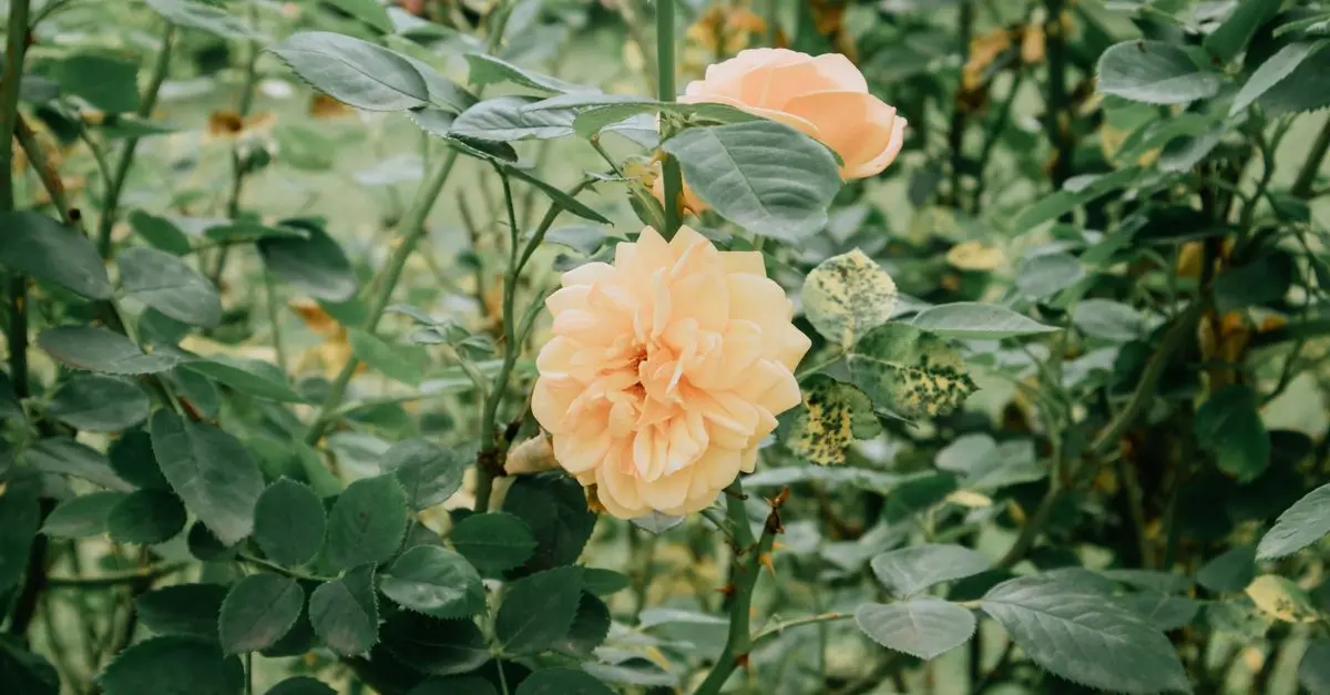 Les meilleurs conseils pour protéger la biodiversité dans votre jardin