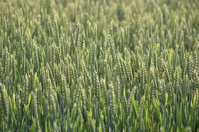 Les tendances de l'écologie bio à suivre en 2026
