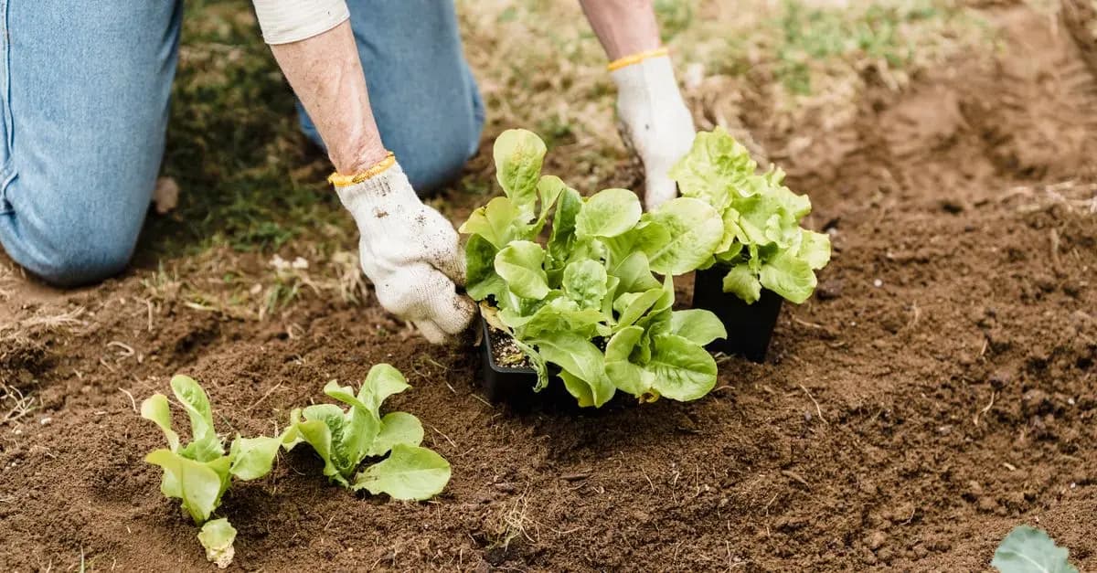 Comment pratiquer le jardinage bio pour un sol en santé