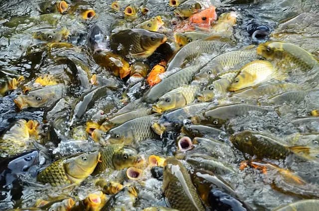 Comment intégrer l'écologie bio dans votre routine quotidienne