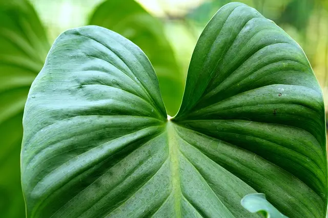 Comment choisir des engrais bio pour votre jardin durable