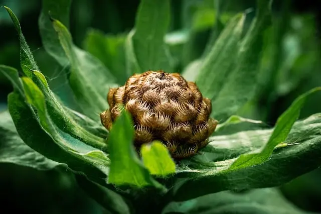 Comment choisir des semences bio pour un jardin écoresponsable