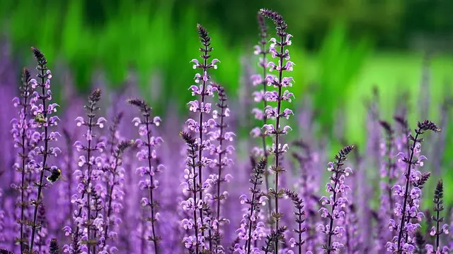 Les meilleures pratiques pour un jardin bio écoresponsable