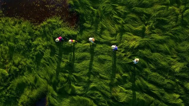 Quels sont les bienfaits de l'agriculture biologique sur l'environnement ?