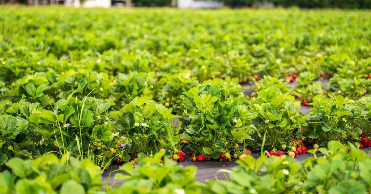 Les avantages insoupçonnés de l'alimentation bio