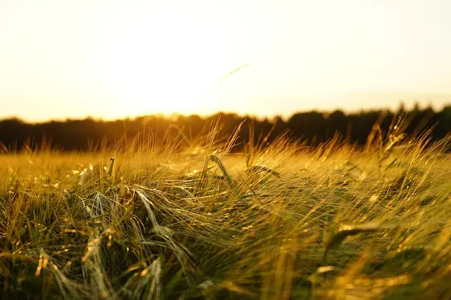 Guide pratique pour débuter en agriculture bio