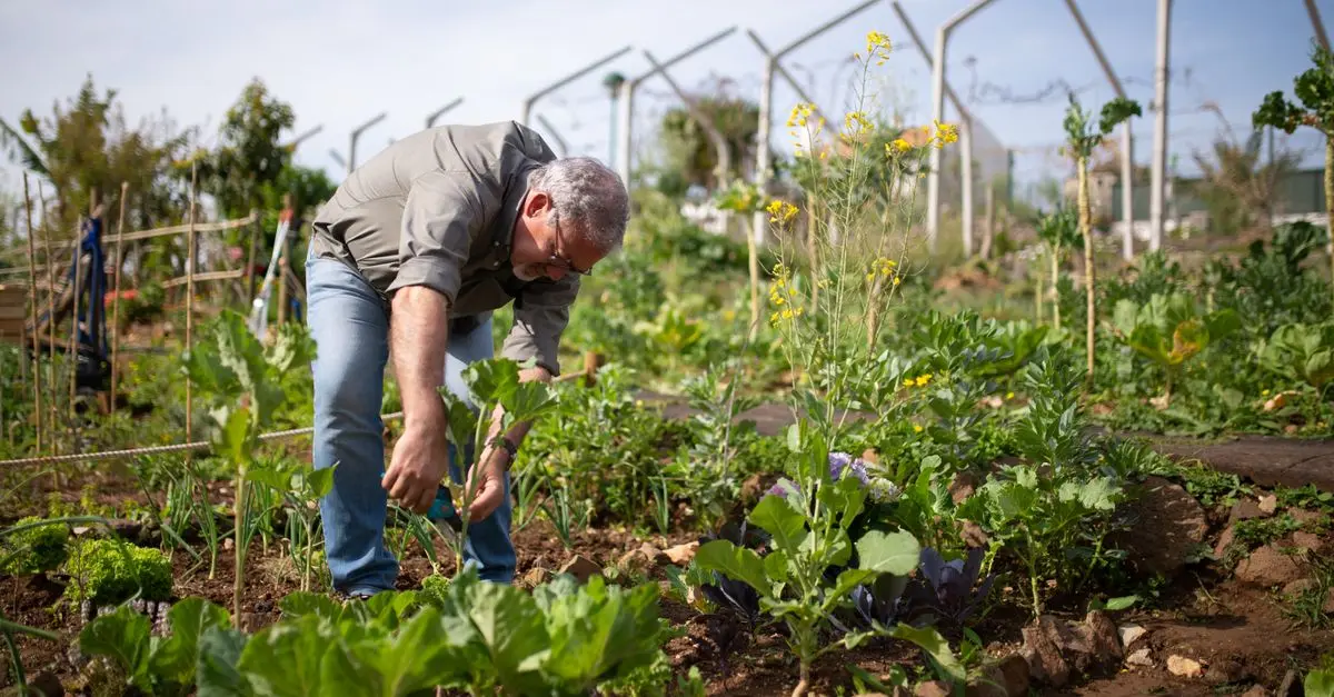 Comment démarrer un jardin bio chez soi facilement