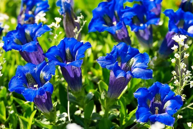 10 conseils pour réussir un jardin bio au naturel