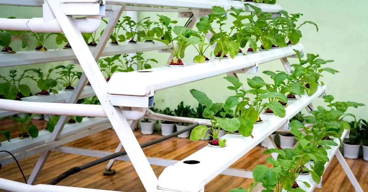 Comment démarrer un potager sur votre balcon