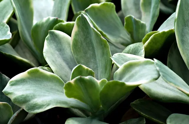 Les meilleures pratiques pour un jardin bio en pleine santé